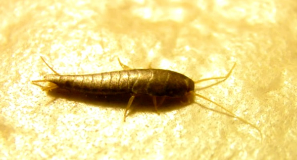 蠹蟲一天最多可產60顆卵。圖/取自youtube