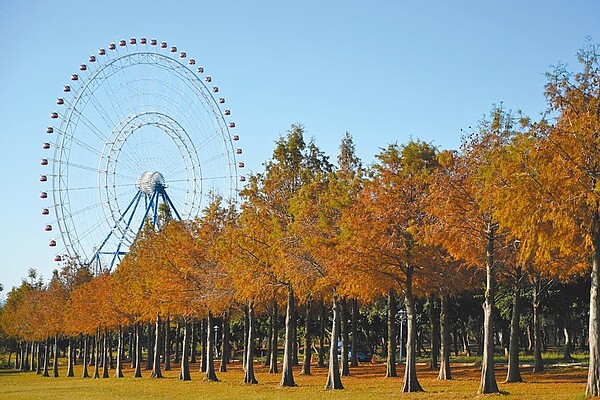 麗寶落羽松近千棵，搭配摩天輪形成夢幻絕景。圖／麗寶提供