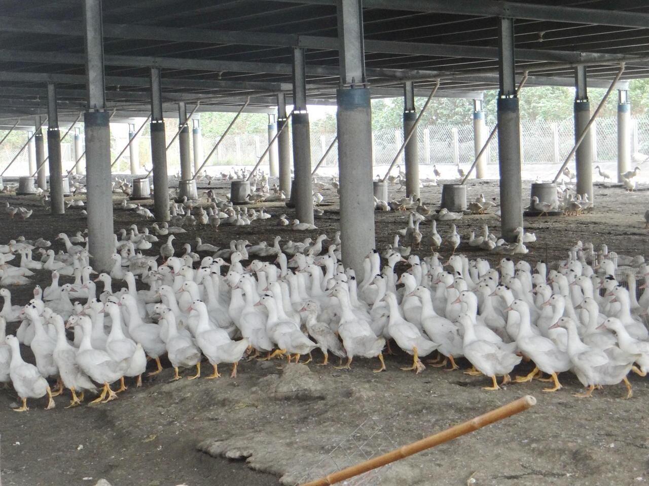 鴨價不斷飆漲,創歷年新高,讓許多薑母鴨及鴨肉小吃業者大感吃不消,冬令進補漲價已蠢蠢欲動。記者蔡維斌/攝影