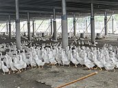 鴨價暴漲近3成創歷年新高　有薑母鴨店悄悄喊漲