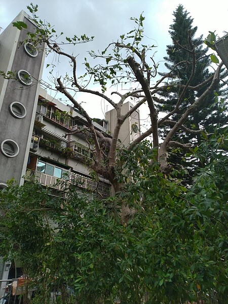 公園處7月修剪樹木時，將樹上的領角鴞巢連樹枝一併砍除，領角鴞家族失去家後不再復返。圖／里長張海秋提供