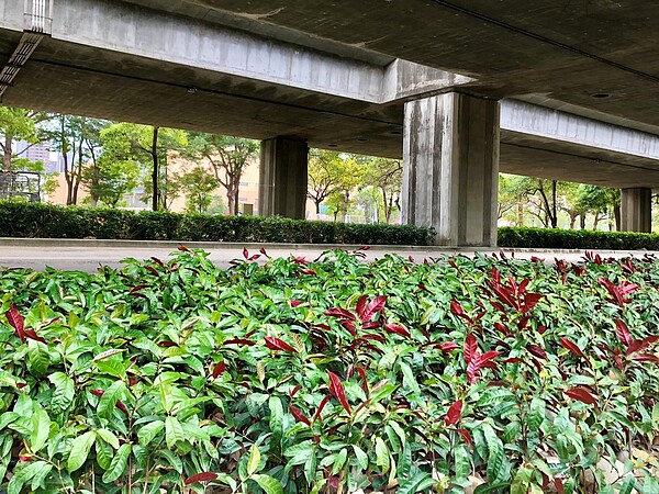 中市府攜手台積電植栽近30萬株。圖/台中市建設局提供