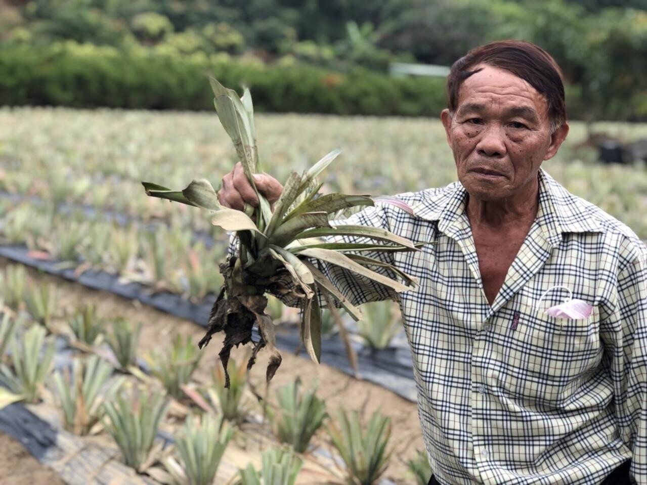 高雄大樹區鳳梨農黃進家的田遭一旁自來水廠如洩洪般水攻，昨天是事發第5天，鳳梨田仍一片泥濘。記者王慧瑛／攝影 