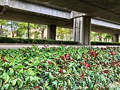 推動台74橋下綠化 　台中攜手台積電植栽近30萬株