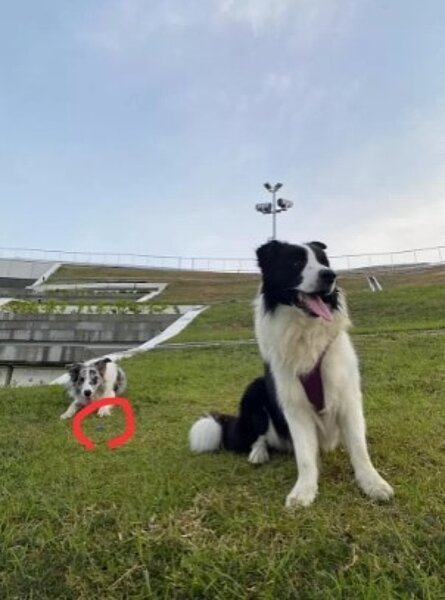 網友在衛武營草坪發現老鼠藥(紅圈處),擔心有動物或小孩誤食。圖/翻攝自臉書「邊境。遊。樂。趣」