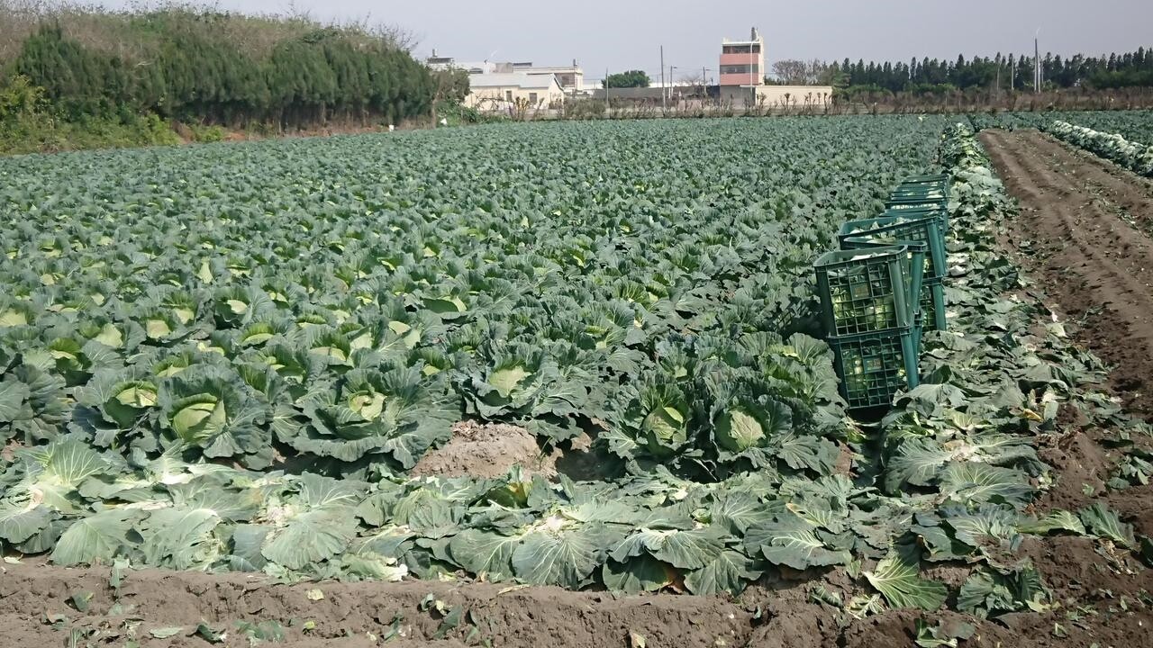 高麗菜和結球白菜種植量「紫爆」，主要產區的彰化縣農民各採取不同應對方式。記者簡慧珍／攝影 