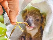 無尾熊Grace因病過世　北市動物園接手顧寶寶