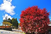 絕美！阿里山飄雨　楓紅落英繽紛編織紅地毯