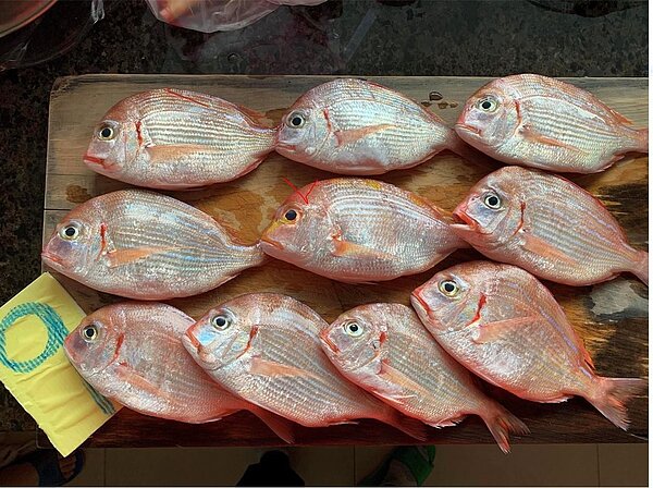 有9尾盤子魚,1尾赤鯮(打勾勾的這尾),很像所以被稱雙胞胎,但有價差。圖/海科館提供