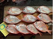 雙胞胎赤鯮與盤仔有價差　專家教秒懂盤仔假赤鯮免被騙