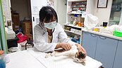 家有「愛滋貓」不用擔心　動保處：做好「這點」就能健康長大