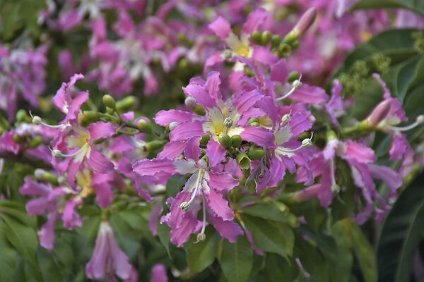 高雄愛河美人樹盛開中。圖/高雄市政府提供