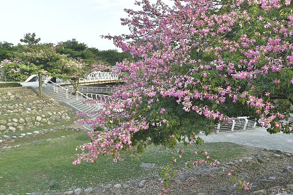 高雄愛河美人樹盛開中。圖/高雄市政府提供