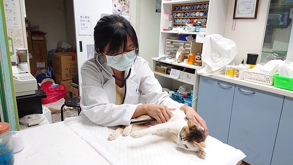 獸醫師為愛滋病貓診察。圖/新北市政府提供