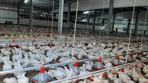 桃園市議會3日三讀通過「桃園市新設置畜牧場自治條例」,未來新的養豬場、養雞場需距離集合式住宅及機關學校300公尺,還要符合環保局汙染防制規定才能興設。記者朱冠諭/翻攝