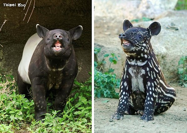 「貘花豆」換穿新裝囉！圖／台北市立動物園提供
