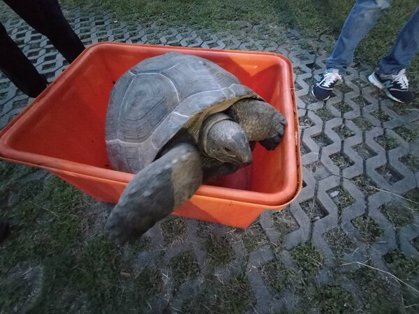 竹北市溪洲里的菜園竟出現保育類的「亞達伯拉象龜」。圖／新竹縣政府提供