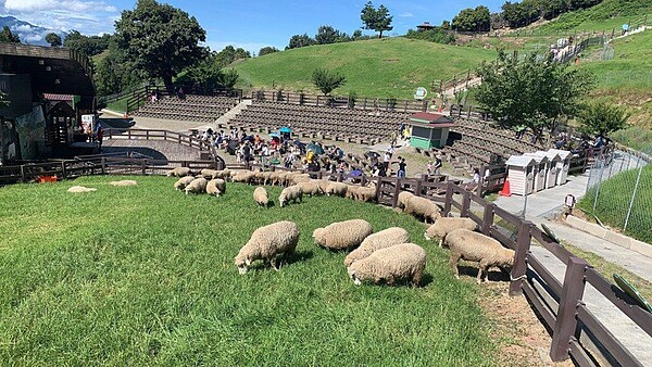 清境農場最著名的綿羊秀,今年首度登場演出,上下午總共吸引700名遊客觀賞。圖/清境農場提供