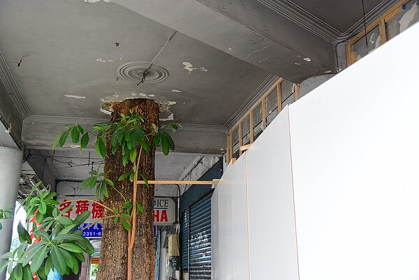 在羅斯福路上的南門市場對側,林森南路口騎樓上,有一株高達20餘公尺的黑板樹,筆直地穿過二層的磚造厝。圖/台北市政府提供