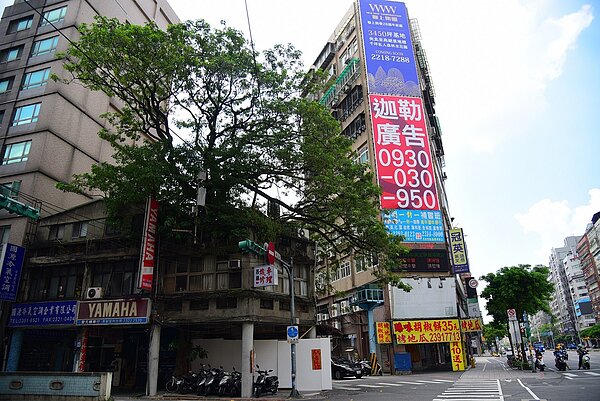 在羅斯福路上的南門市場對側,林森南路口騎樓上,有一株高達20餘公尺的黑板樹,筆直地穿過二層的磚造厝。圖/台北市政府提供