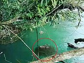 日月潭亮「紅色警訊」　可怕「魚球」霸潭面