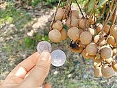 台南東山龍眼連遭旱災蟲害　颱風又攪局