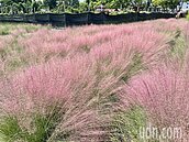 美呆了！集集粉紅花海達六成　配合解封將提前開園
