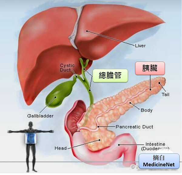 胰臟因為位置特殊一旦有癌變不易被發現。圖/許秉毅提供