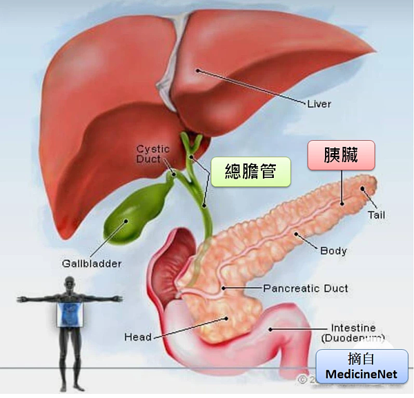 胰臟因為位置特殊一旦有癌變不易被發現。圖／許秉毅提供