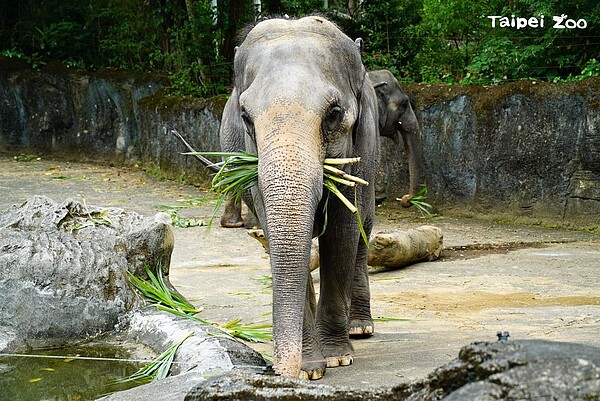 睽違77天,臺北動物園8/1重新開放。圖/台北市府提供