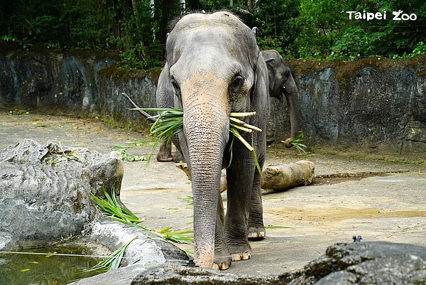 睽違77天，臺北動物園8／1重新開放。圖／台北市府提供