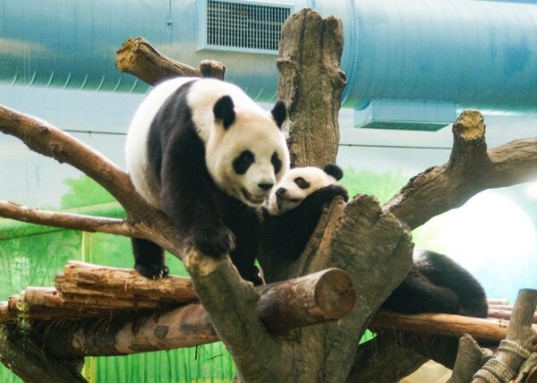 台北市立動物園8月重新開放入園，但採預約制。圖／台北市立動物園提供