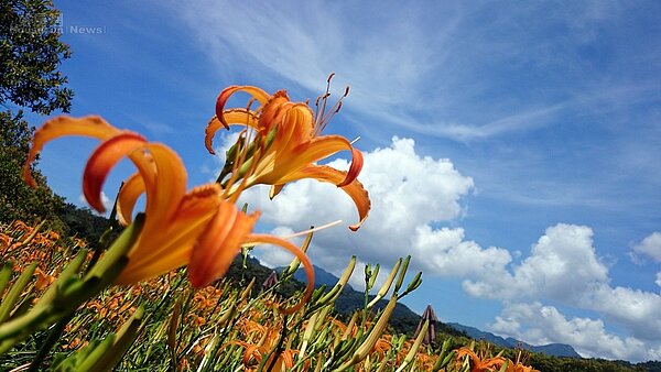 南投 ｜ 頭社金針花園區3-2