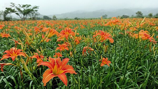 南投 ｜ 頭社金針花園區3-1