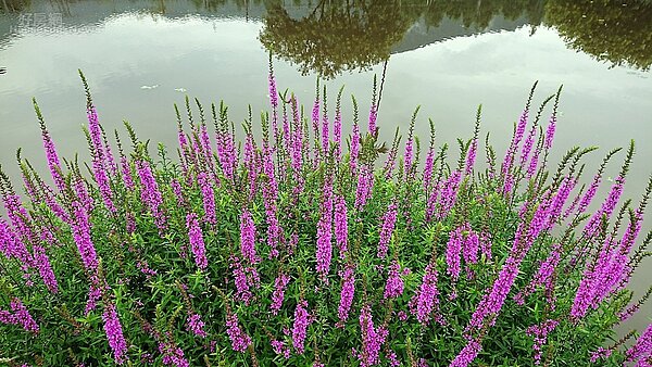 南投 ｜ 頭社金針花園區3-3