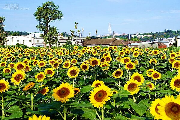 台中 ｜ 中社觀光花市4-1