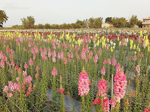 桃園 ｜ 向陽農場5-2