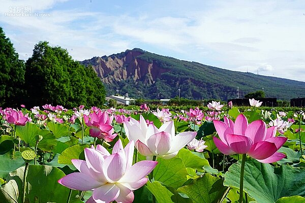 台中 ｜ 中社觀光花市4-3
