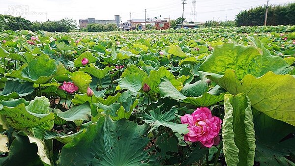 桃園 ｜ 蓮荷園休閒農場6-1
