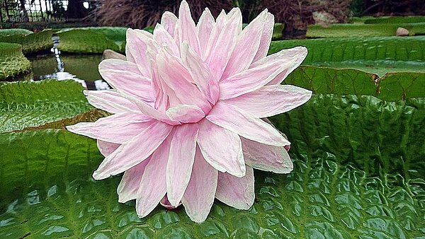 桃園 ｜ 蓮荷園休閒農場6-3