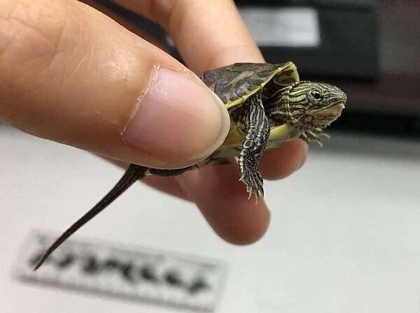 路上烏龜別亂撿,當心撿到保育類。圖/台北市府提供
