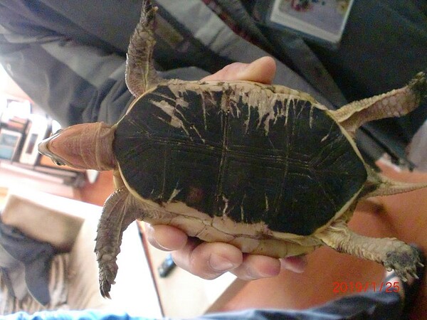 路上烏龜別亂撿,當心撿到保育類。圖/台北市府提供