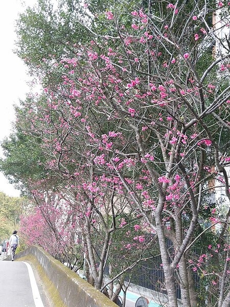 環境美化一直是高林玉嬌的目標，連路邊植物都是仔細栽培。圖／里長提供
