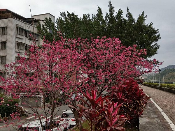 景美溪河堤步道的花草。圖／里長提供
