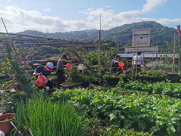 活動中心頂樓是種植多樣蔬菜的農場，看上去與其他綠地無異。圖／里長提供
