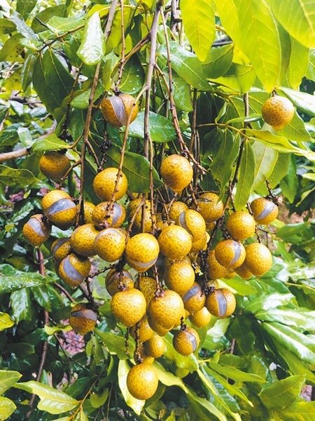 高雄內門龍眼原本可豐收,卻遇上連日豪雨裂果崩壞。(林雅惠攝)
