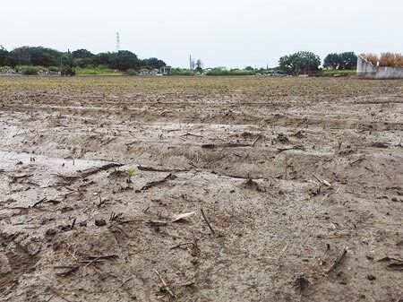 雲林縣的食用玉米受暴雨侵襲，小苗倒伏嚴重，這一片田幾乎看不出是玉米田，全縣受害程度21％。（周麗蘭攝）