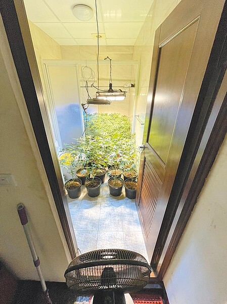 北斗警分局破獲陳姓主嫌等4人租屋栽植大麻。（北斗警分局提供／吳敏菁彰化傳真）