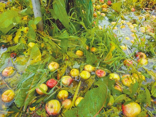 一夜狂風驟雨，福壽山農場即將成熟的蘋果落果嚴重，至少5成付諸流水。圖／福壽山農場提供