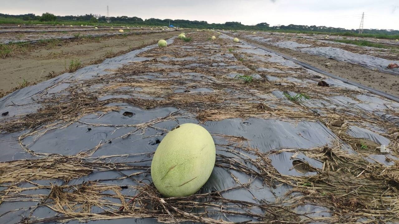 受西南氣流豪雨影響，中南部農業受創，農業損失達1億7873萬元。圖為台南善化曾文溪畔西瓜田傳出災情，因豪雨成災大西瓜來不及搶收。記者謝進盛／攝影